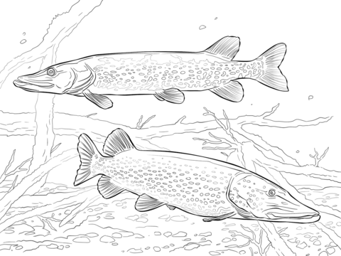 Two Northern Pikes Coloring Page